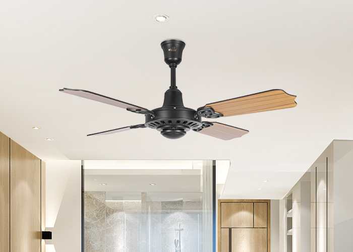 Regallia Ceiling fan